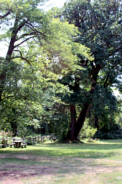 picnic area